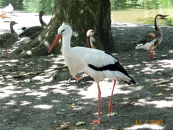 Storch